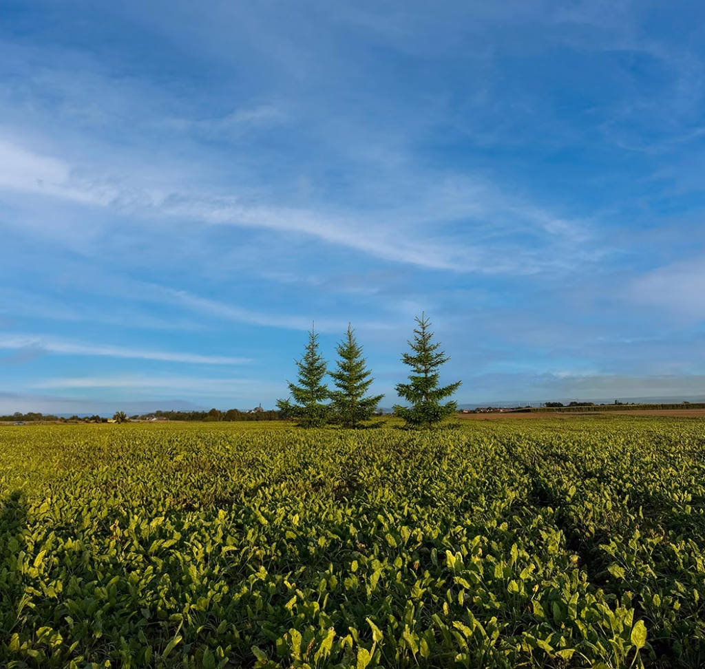 Land- und Forstimmobilienmakler